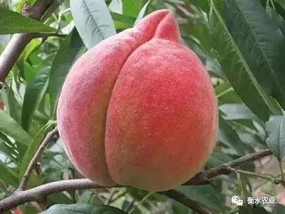 蜜桃产品区一区一区三区,一区三区蜜桃盛宴